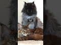 YouTube Shorts Maine Coon Video Thumbnail