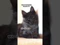 YouTube Shorts Maine Coon Video Thumbnail