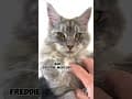 YouTube Shorts Maine Coon Video Thumbnail