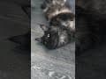 YouTube Shorts Maine Coon Video Thumbnail