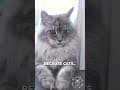 YouTube Shorts Maine Coon Video Thumbnail