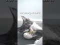 YouTube Shorts Maine Coon Video Thumbnail