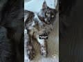 YouTube Shorts Maine Coon Video Thumbnail