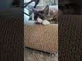 YouTube Shorts Maine Coon Video Thumbnail