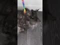 YouTube Shorts Maine Coon Video Thumbnail