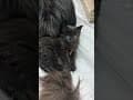 YouTube Shorts Maine Coon Video Thumbnail