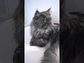 YouTube Shorts Maine Coon Video Thumbnail