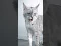 YouTube Shorts Maine Coon Video Thumbnail