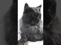 YouTube Shorts Maine Coon Video Thumbnail