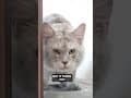 YouTube Shorts Maine Coon Video Thumbnail