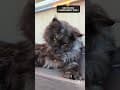 YouTube Shorts Maine Coon Video Thumbnail