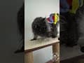 YouTube Shorts Maine Coon Video Thumbnail