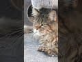 YouTube Shorts Maine Coon Video Thumbnail