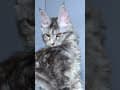 YouTube Shorts Maine Coon Video Thumbnail