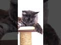 YouTube Shorts Maine Coon Video Thumbnail