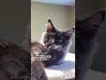 YouTube Shorts Maine Coon Video Thumbnail