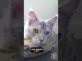 YouTube Shorts Maine Coon Video Thumbnail