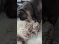 YouTube Shorts Maine Coon Video Thumbnail