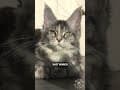 YouTube Shorts Maine Coon Video Thumbnail