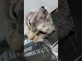 YouTube Shorts Maine Coon Video Thumbnail