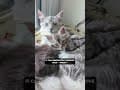 YouTube Shorts Maine Coon Video Thumbnail