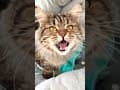 YouTube Shorts Maine Coon Video Thumbnail