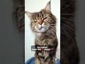 YouTube Shorts Maine Coon Video Thumbnail