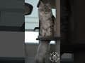 YouTube Shorts Maine Coon Video Thumbnail