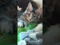 YouTube Shorts Maine Coon Video Thumbnail