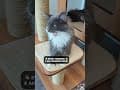 YouTube Shorts Maine Coon Video Thumbnail