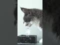 YouTube Shorts Maine Coon Video Thumbnail