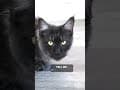 YouTube Shorts Maine Coon Video Thumbnail