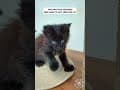 YouTube Shorts Maine Coon Video Thumbnail