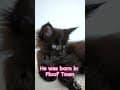 YouTube Shorts Maine Coon Video Thumbnail