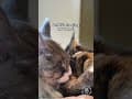 YouTube Shorts Maine Coon Video Thumbnail