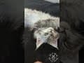 YouTube Shorts Maine Coon Video Thumbnail