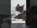 YouTube Shorts Maine Coon Video Thumbnail