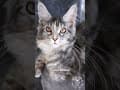 YouTube Shorts Maine Coon Video Thumbnail