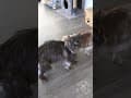 YouTube Shorts Maine Coon Video Thumbnail