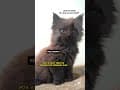 YouTube Shorts Maine Coon Video Thumbnail