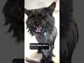 YouTube Shorts Maine Coon Video Thumbnail