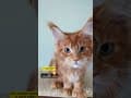 YouTube Shorts Maine Coon Video Thumbnail