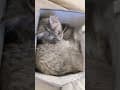 YouTube Shorts Maine Coon Video Thumbnail