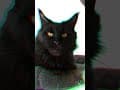 YouTube Shorts Maine Coon Video Thumbnail