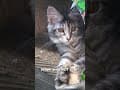 YouTube Shorts Maine Coon Video Thumbnail