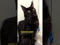 YouTube Shorts Maine Coon Video Thumbnail