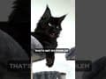 YouTube Shorts Maine Coon Video Thumbnail