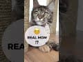 YouTube Shorts Maine Coon Video Thumbnail