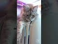 YouTube Shorts Maine Coon Video Thumbnail