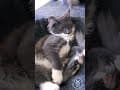 YouTube Shorts Maine Coon Video Thumbnail